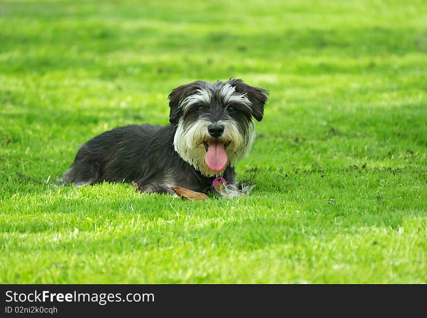 Schnauzer on the lawn