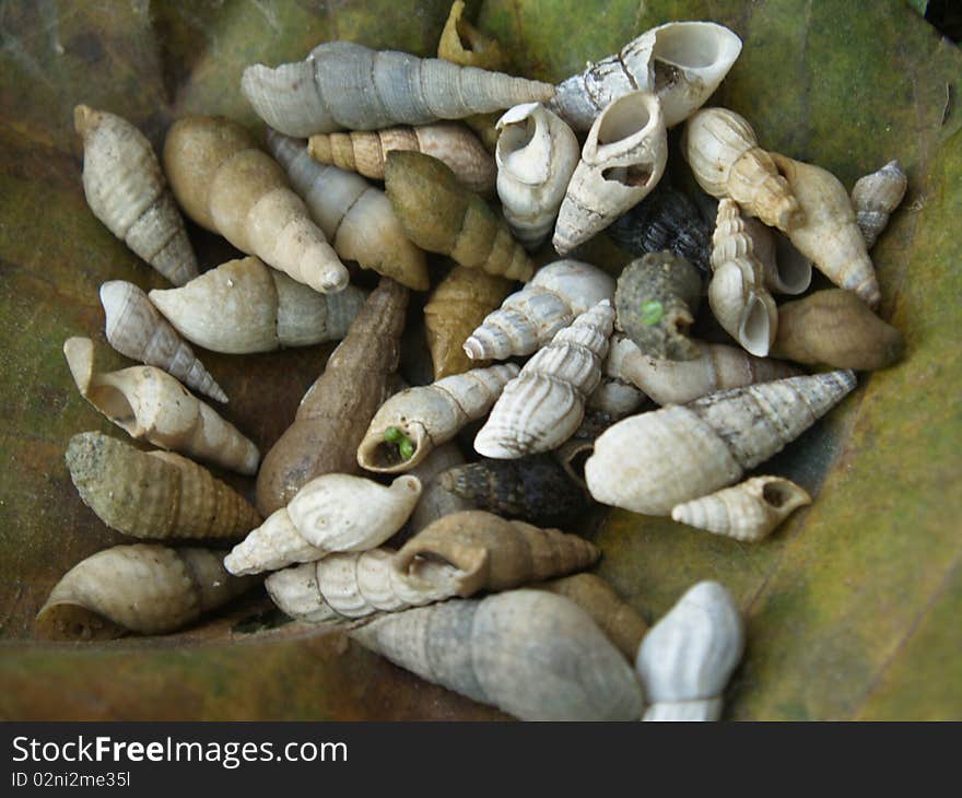 Shell on leaves