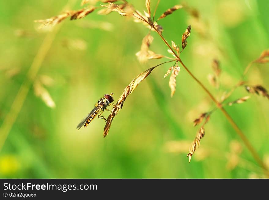 Marmalade hoverfly sitting on stem