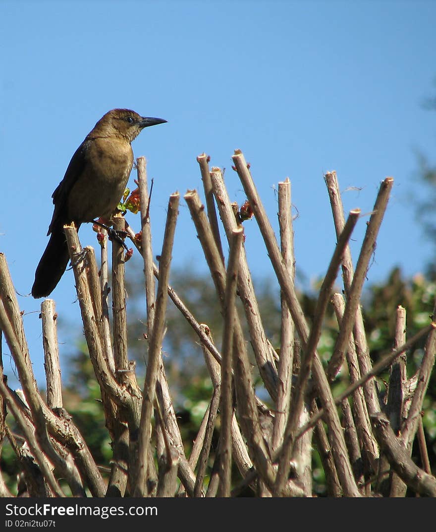 Bird in Tree Blue Sky