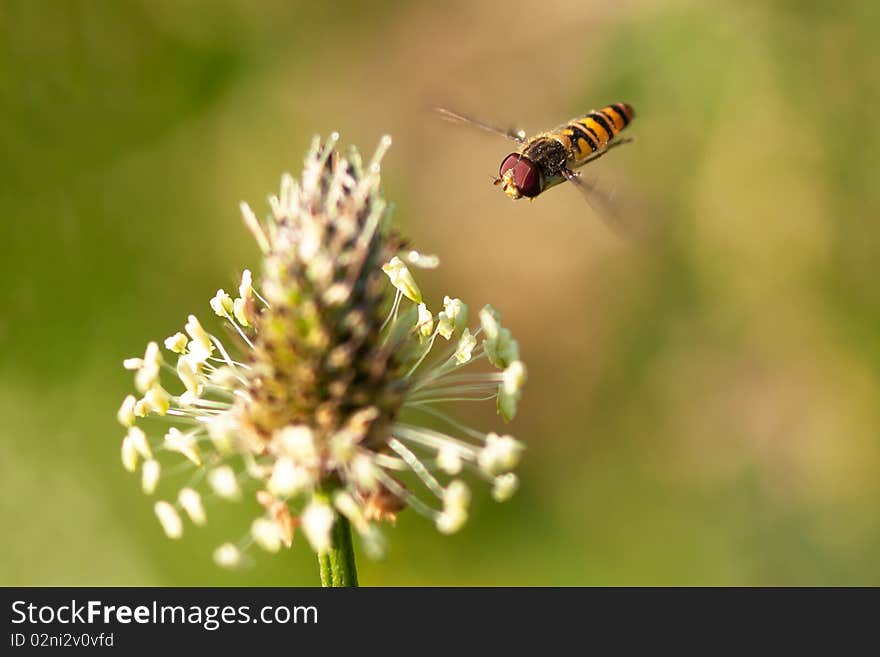 Marmalade hoverfly