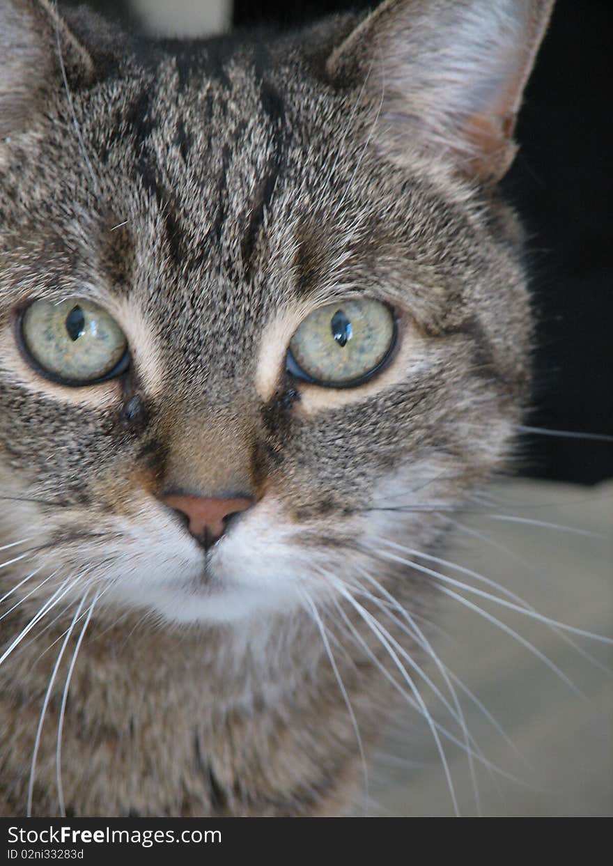 A close up of a gray tabby cat with green eyes. A close up of a gray tabby cat with green eyes