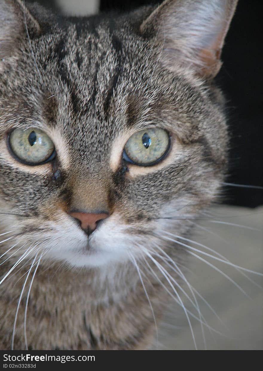 Gray Tabby Cat Face