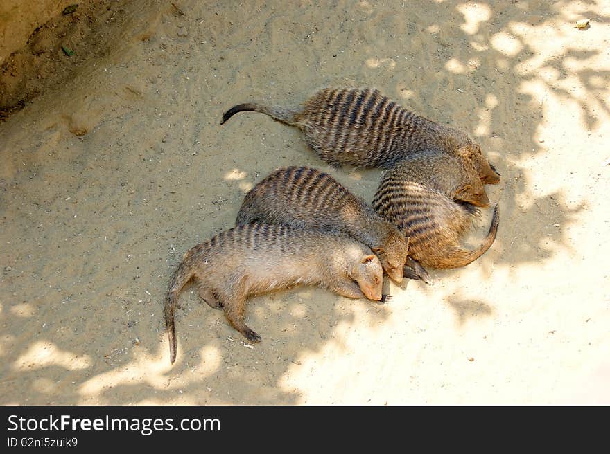 Banded mangooses