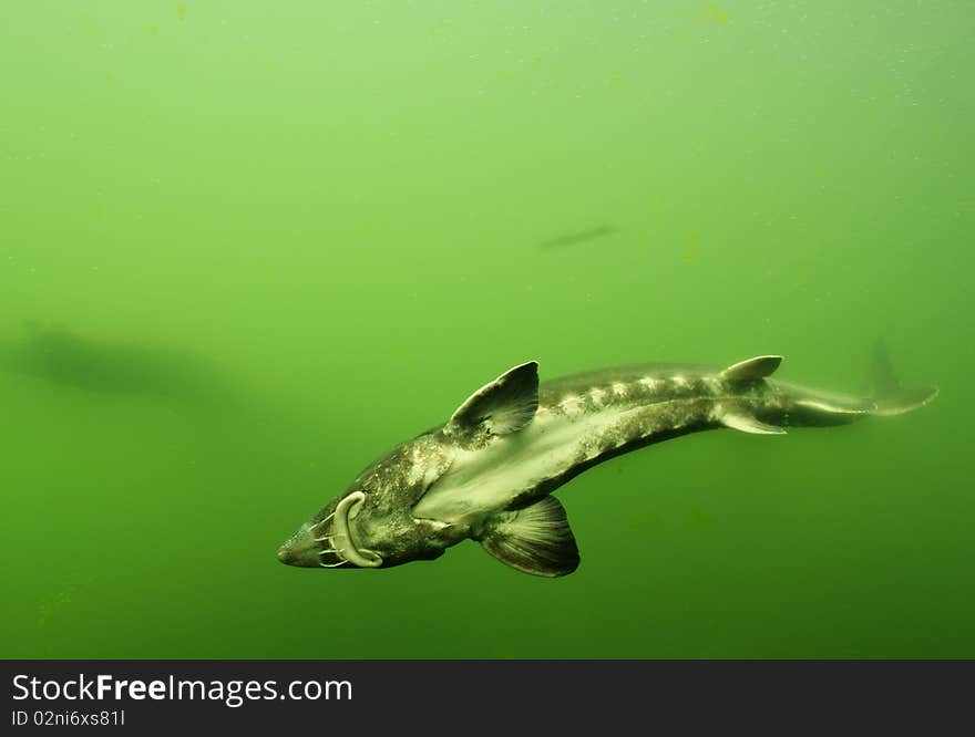 Beluga sturgeon in greenish water