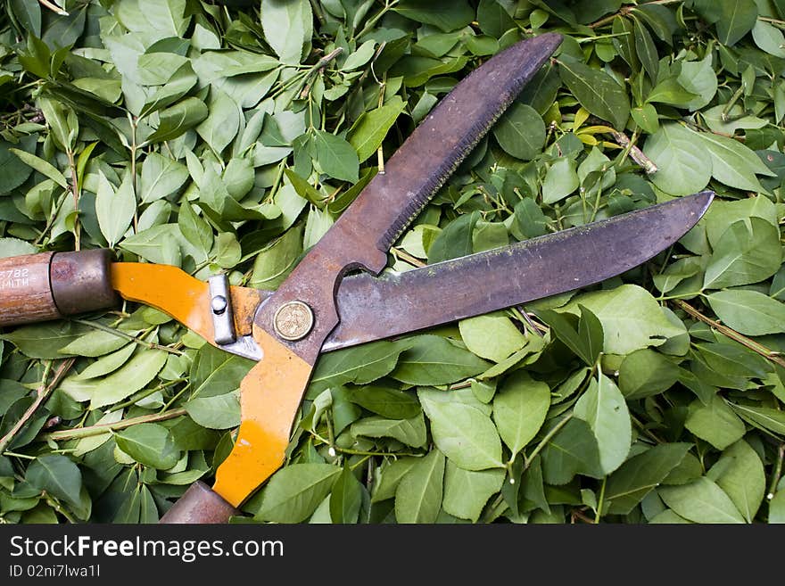 Bush Trimmers