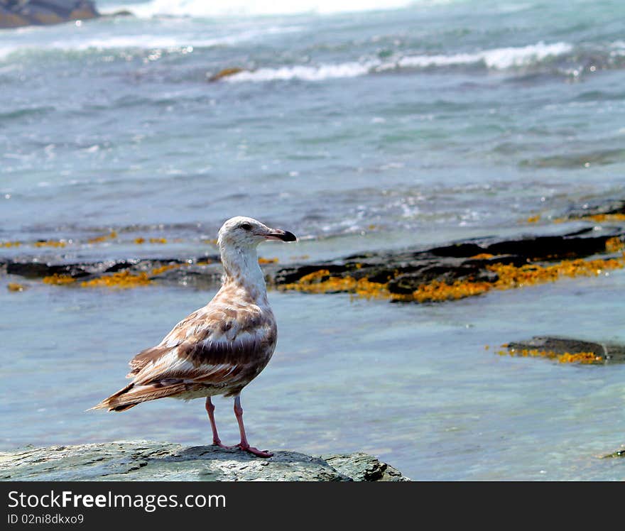 Seagull closeup