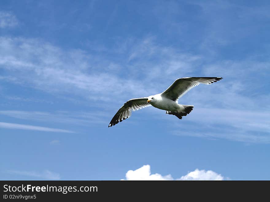 Seagull in flight