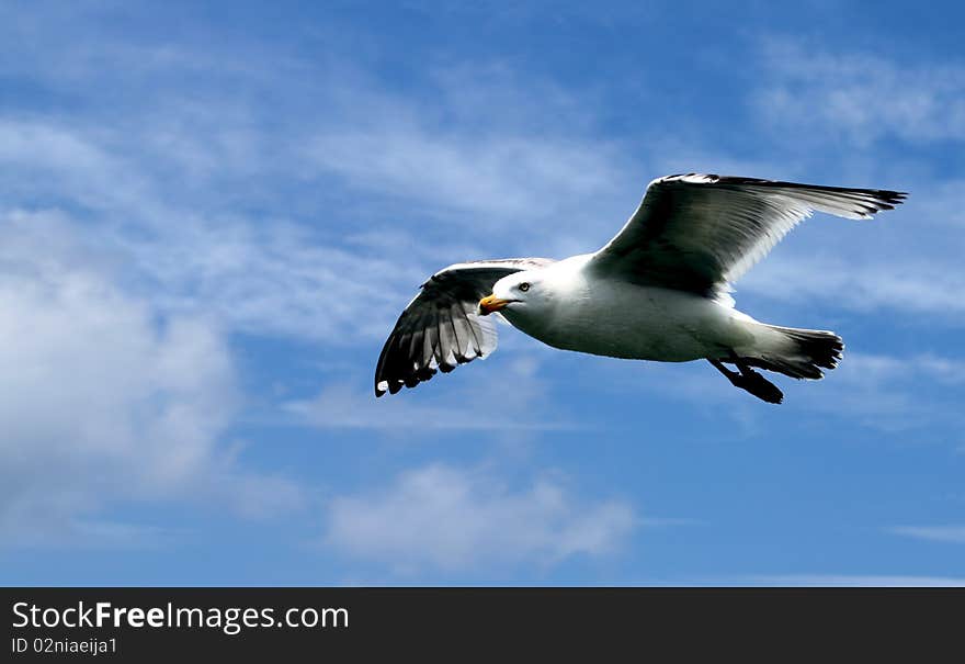 Seagull in flight