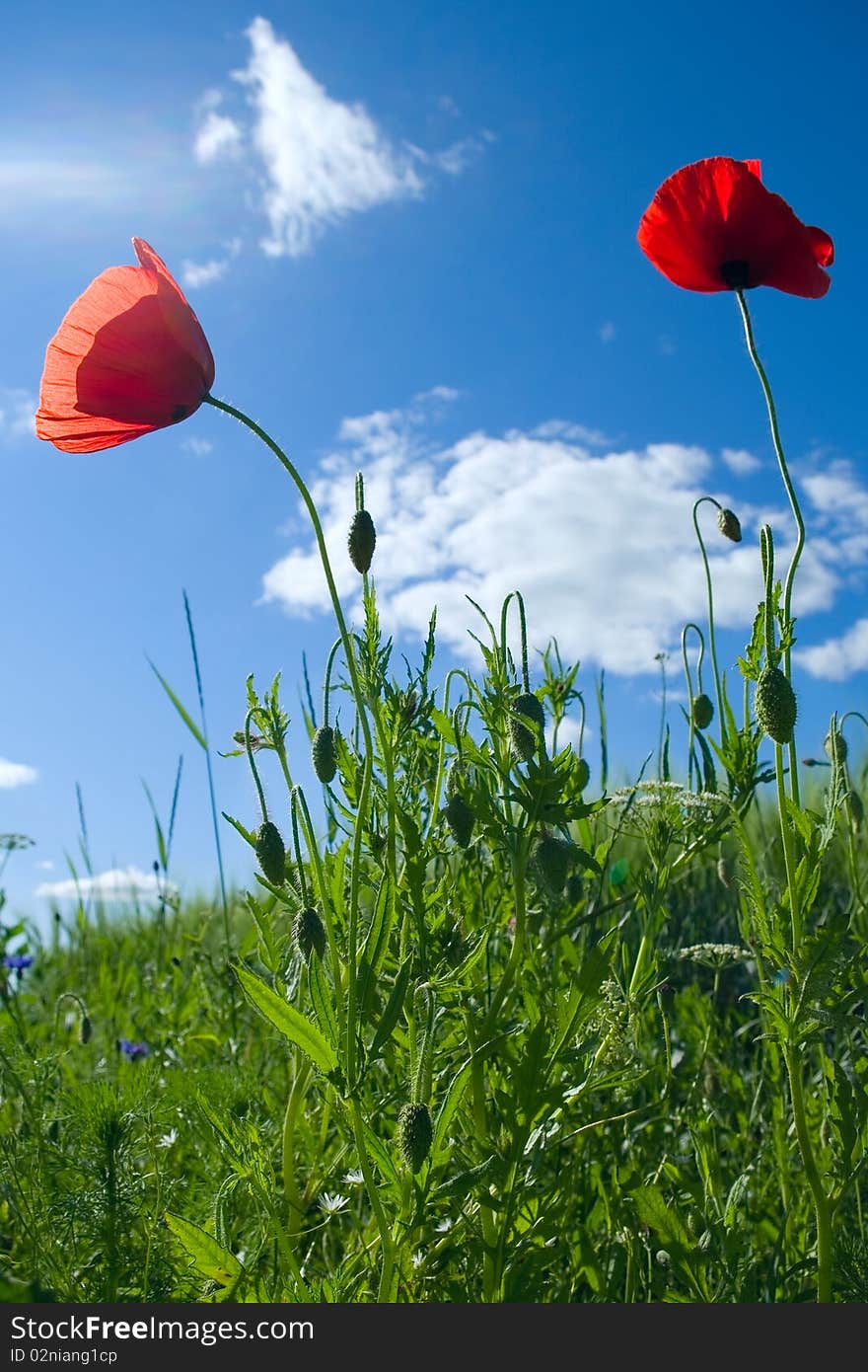 Vertical photo with poppies and another plants. Vertical photo with poppies and another plants.