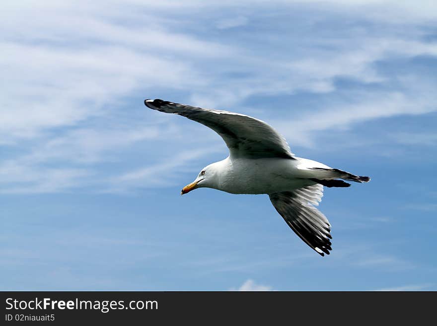 Seagull in flight