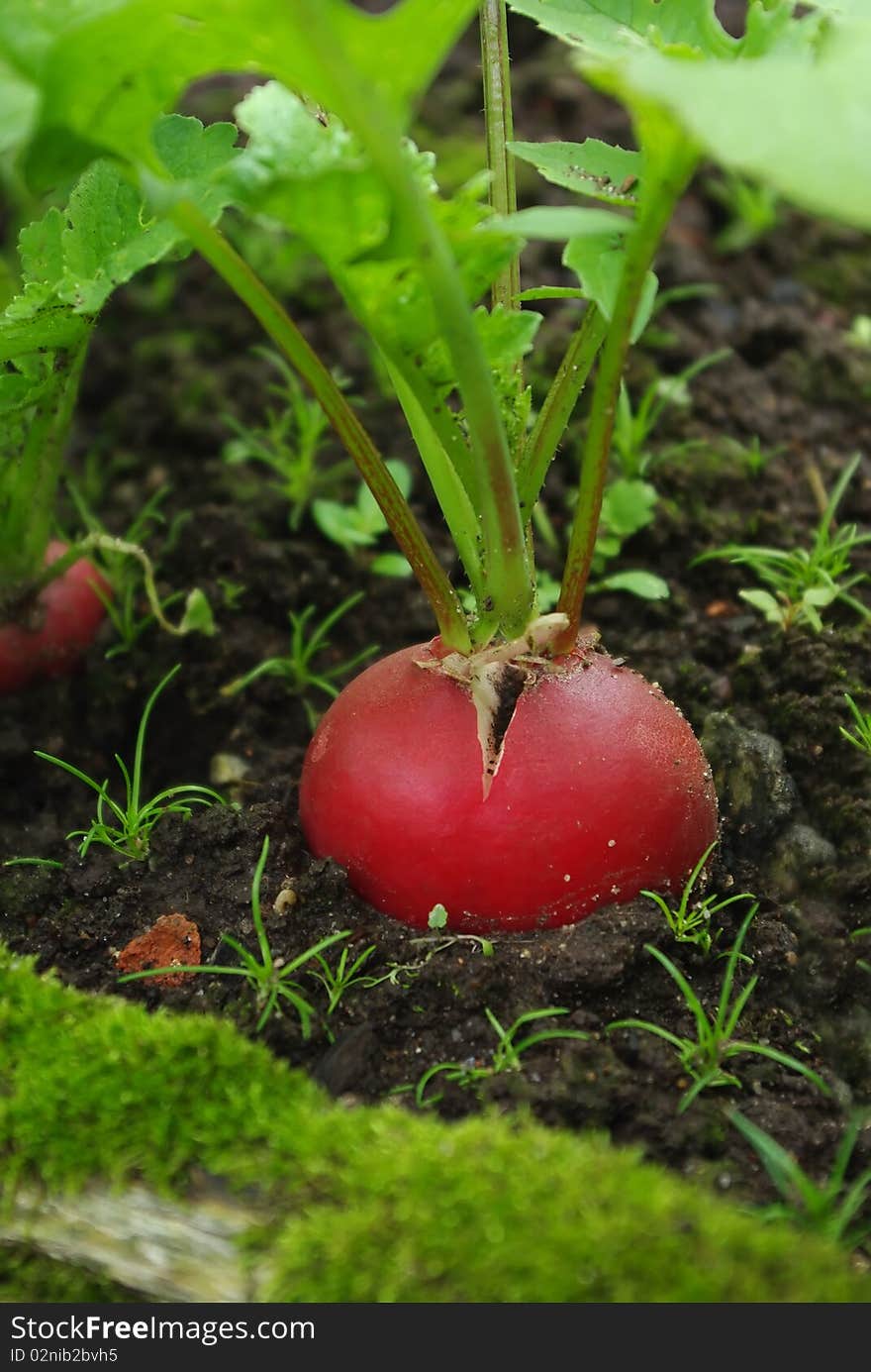 Growing fresh red radish on garden bed