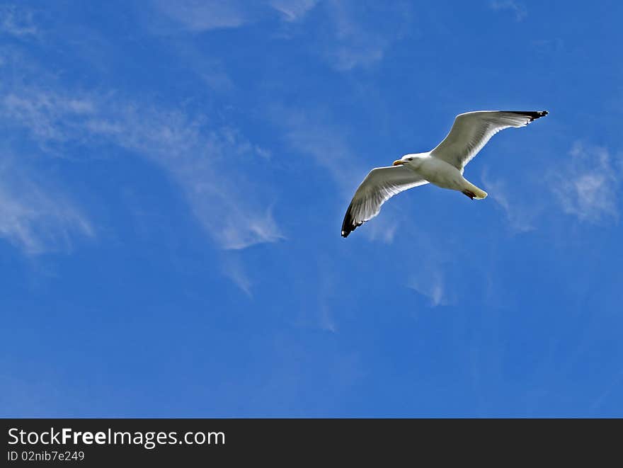 Seagull in flight