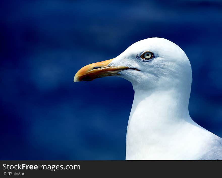 Seagull portrait