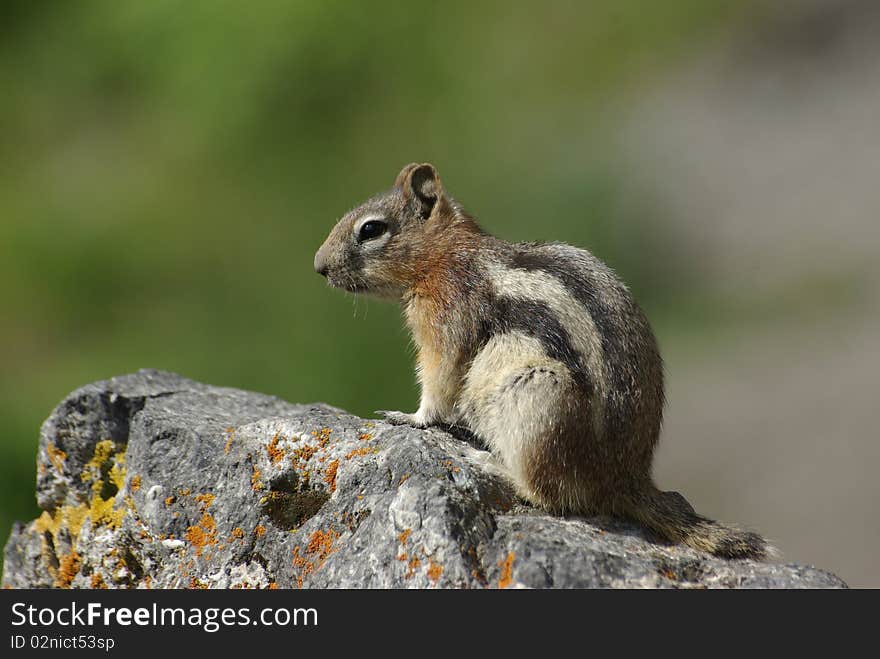 Chipmunk on a hiking trail near canmore, alberta