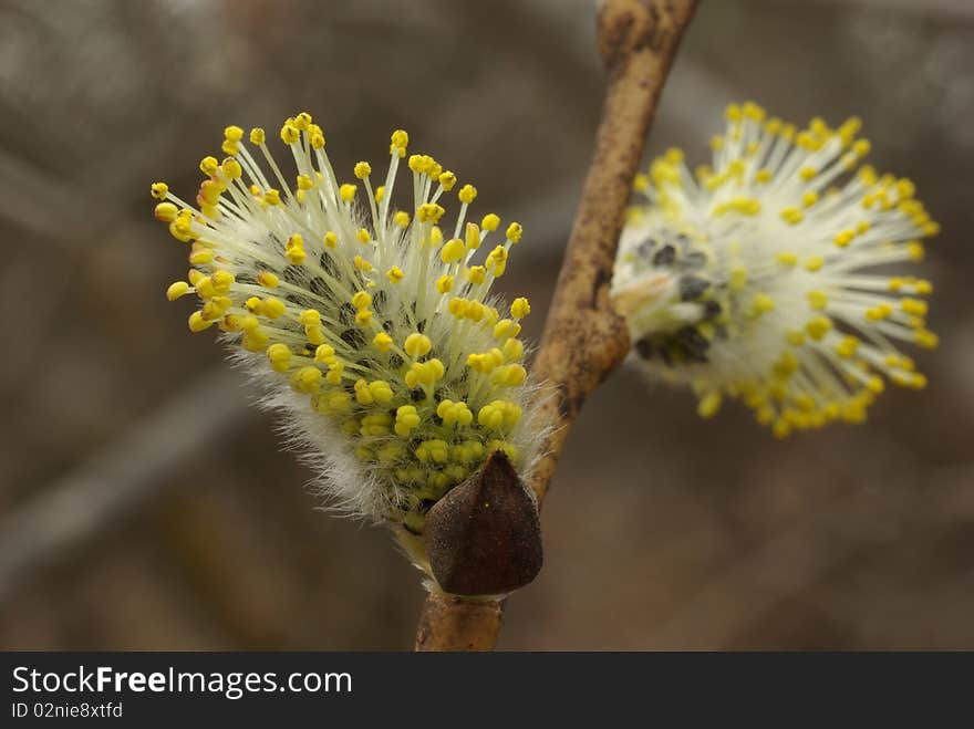 Pussy willows in the pollen stage