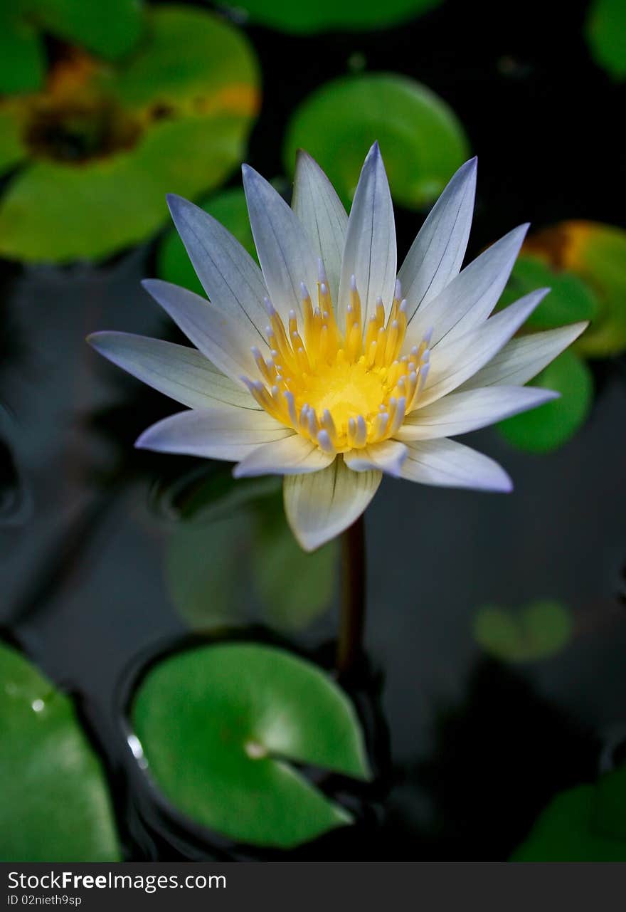 Lotus