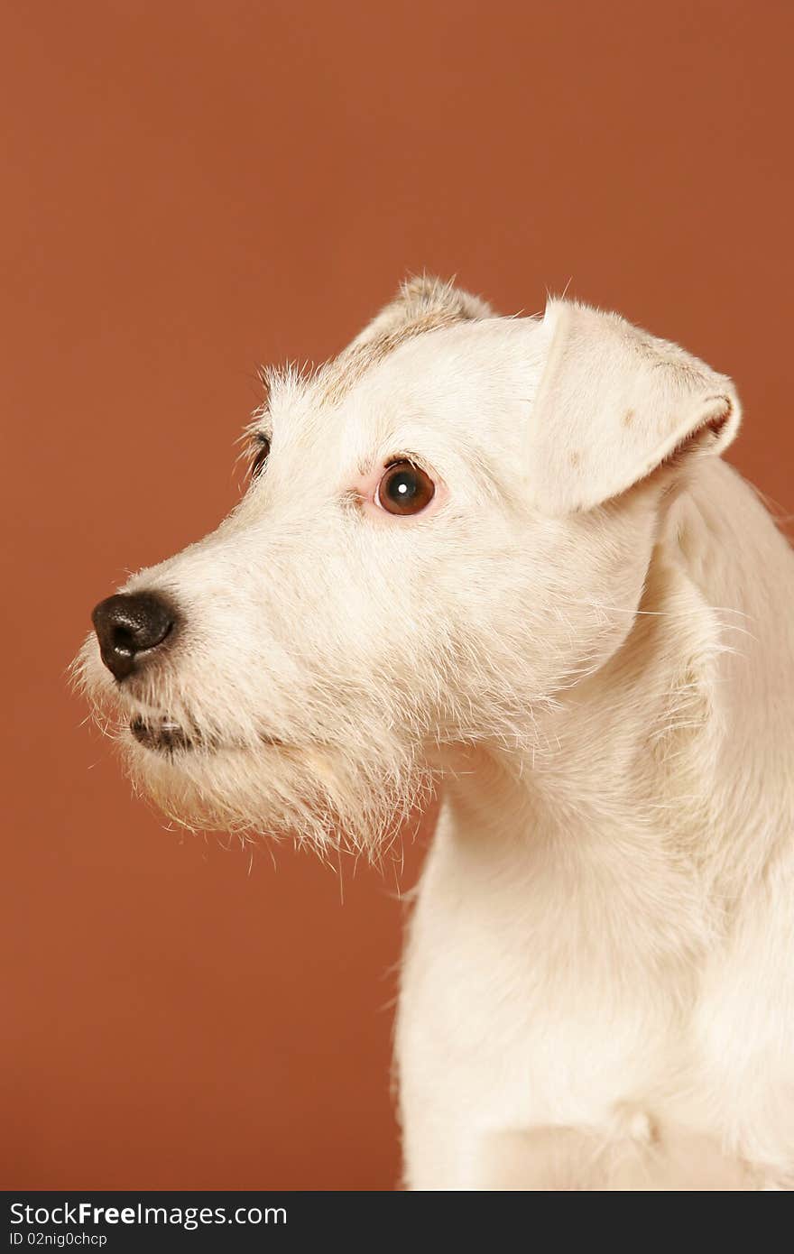 Close up shot from a lovely white Parson Jack Russel female isolated on brown studio background. Close up shot from a lovely white Parson Jack Russel female isolated on brown studio background.