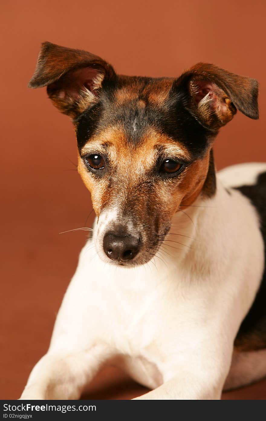 Close up shot from a lovely Jack Russel female isolated on brown studio background. Close up shot from a lovely Jack Russel female isolated on brown studio background.