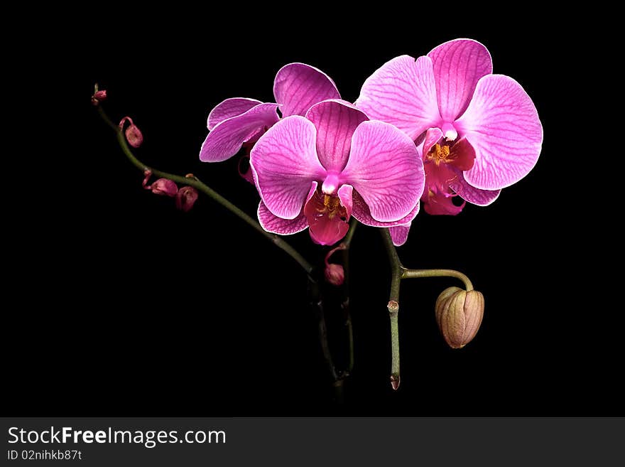 Colorful pink orchid on black