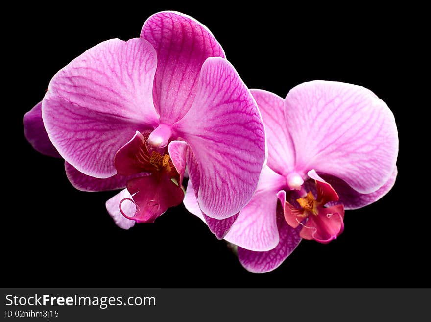 Colorful pink orchid closeup on black background isolated