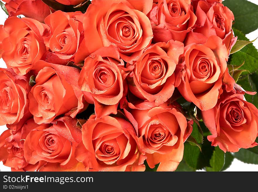 Bunch of red roses isolated on white background. Bunch of red roses isolated on white background