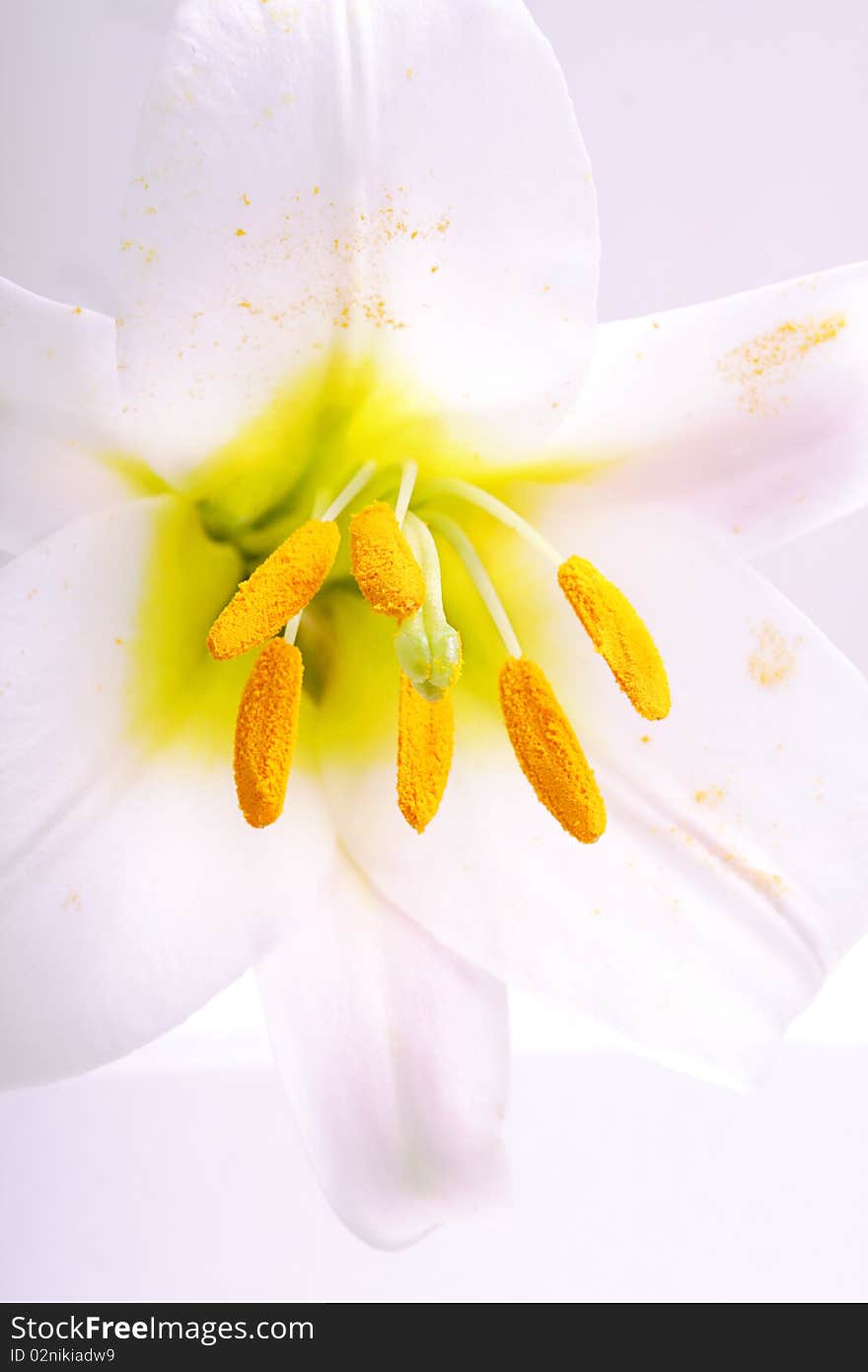 White Lily