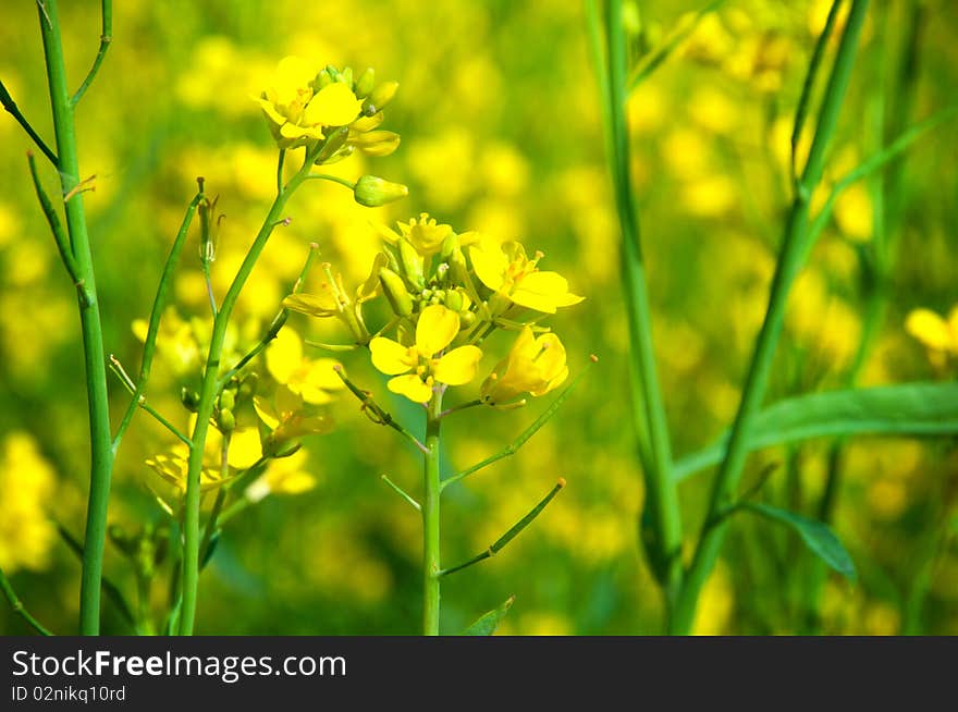 Field with yellow flowers of rape. Field with yellow flowers of rape