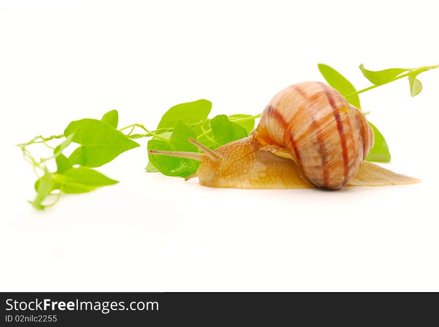 Snail creeping on the leaves of grape