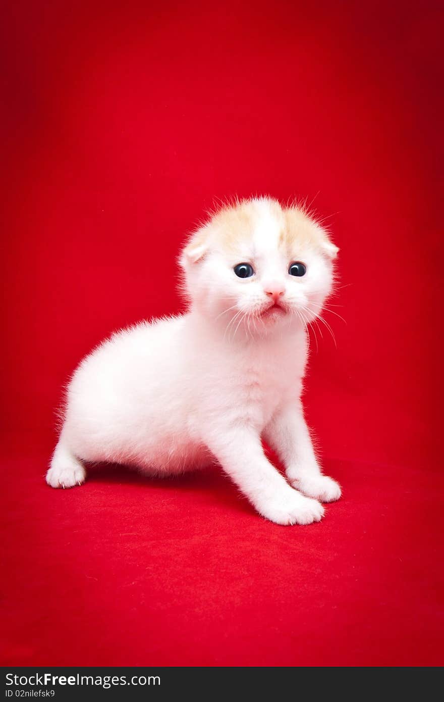 Little fluffy kitten on a red background