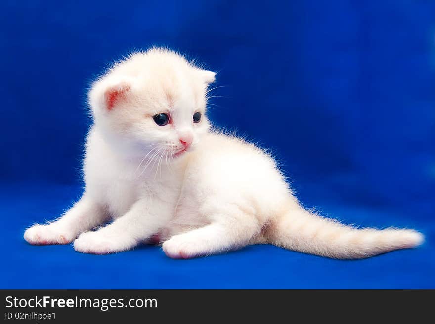 Little kitten on a blue background