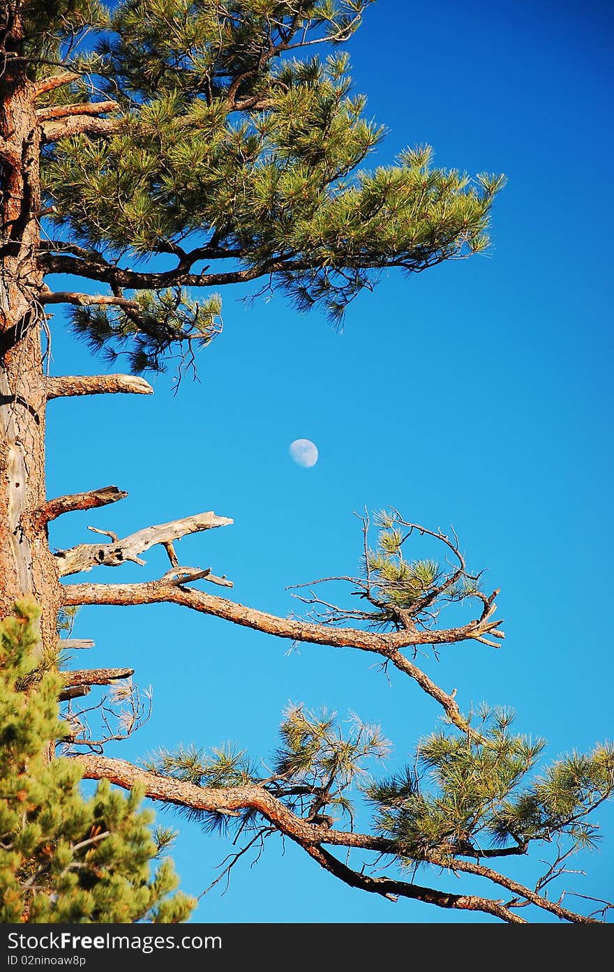 Old tree with moon in background. Old tree with moon in background