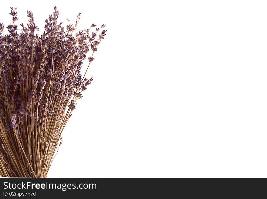 Purple Lavender on white background