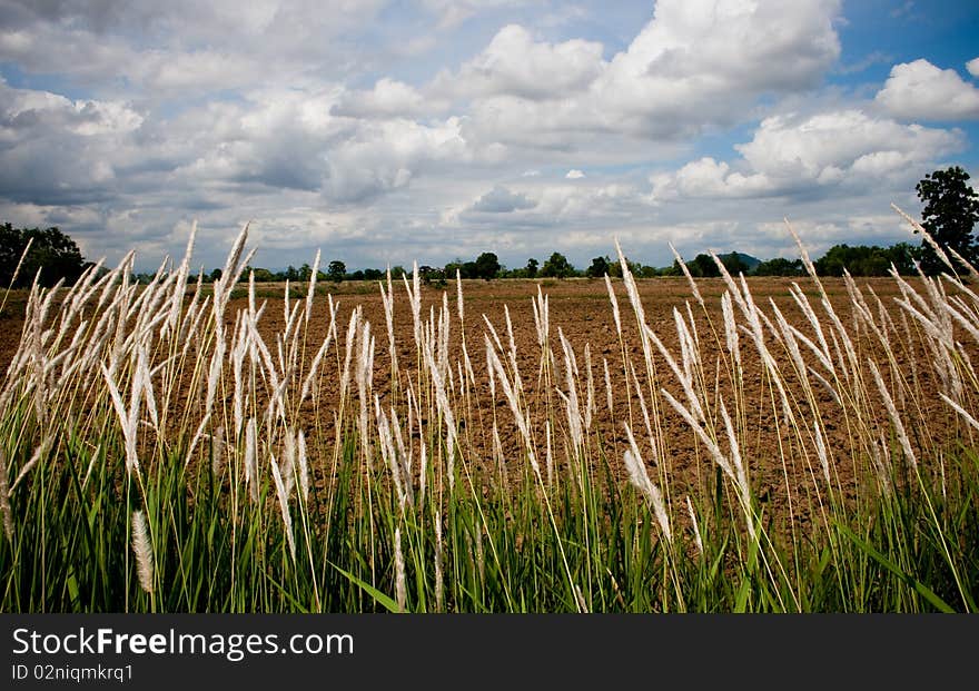 Grassland of thai people make food. Grassland of thai people make food.