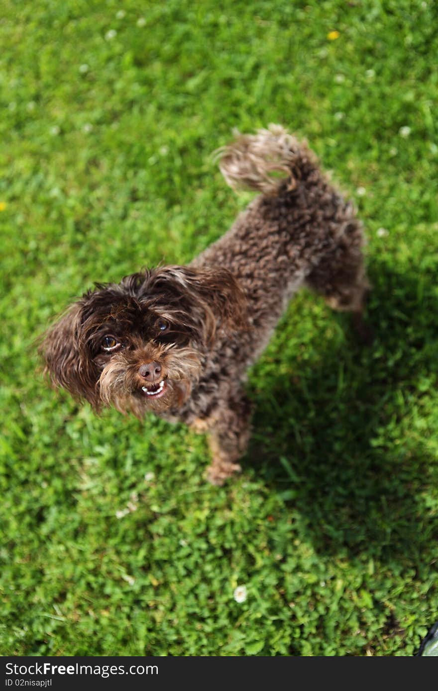 Funny brown dog on lawn