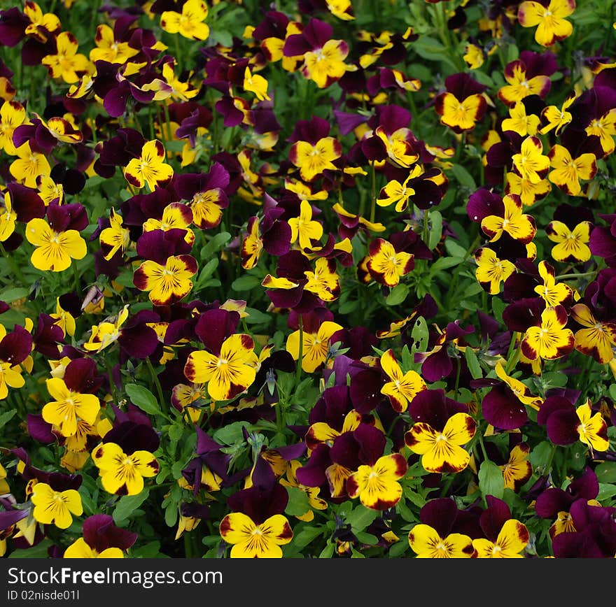 Pansies in a spring garden. Pansies in a spring garden