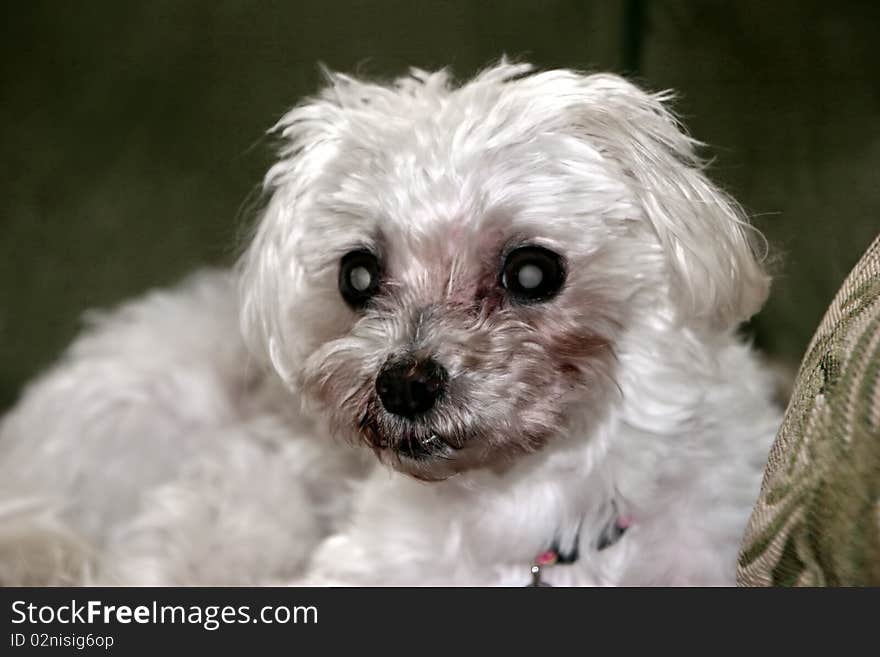 Small Mature Adult Female White Maltese Dog