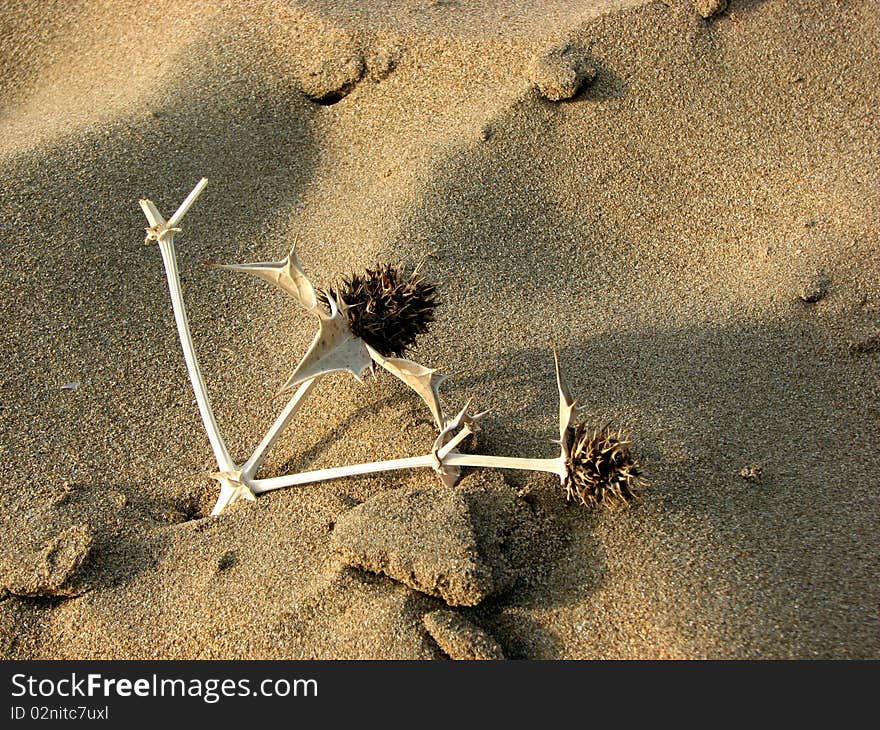 Dried bunch of thistle lost in the sands of desert. Dried bunch of thistle lost in the sands of desert