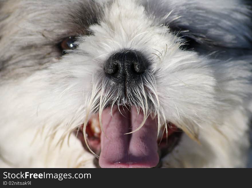 Smiley Shih Tzu