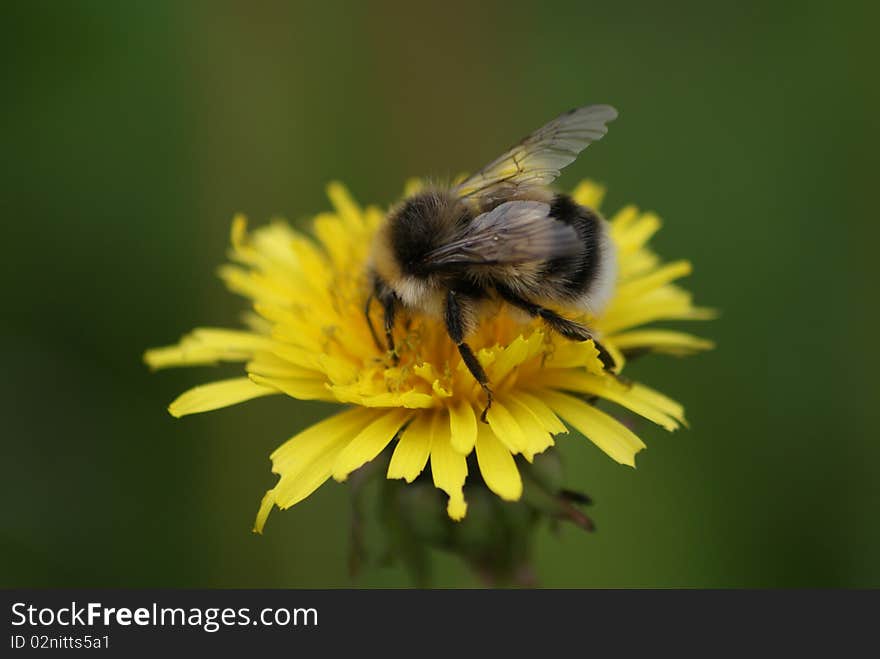 A fluffy bee resting on a bright yellow dandelion. A fluffy bee resting on a bright yellow dandelion