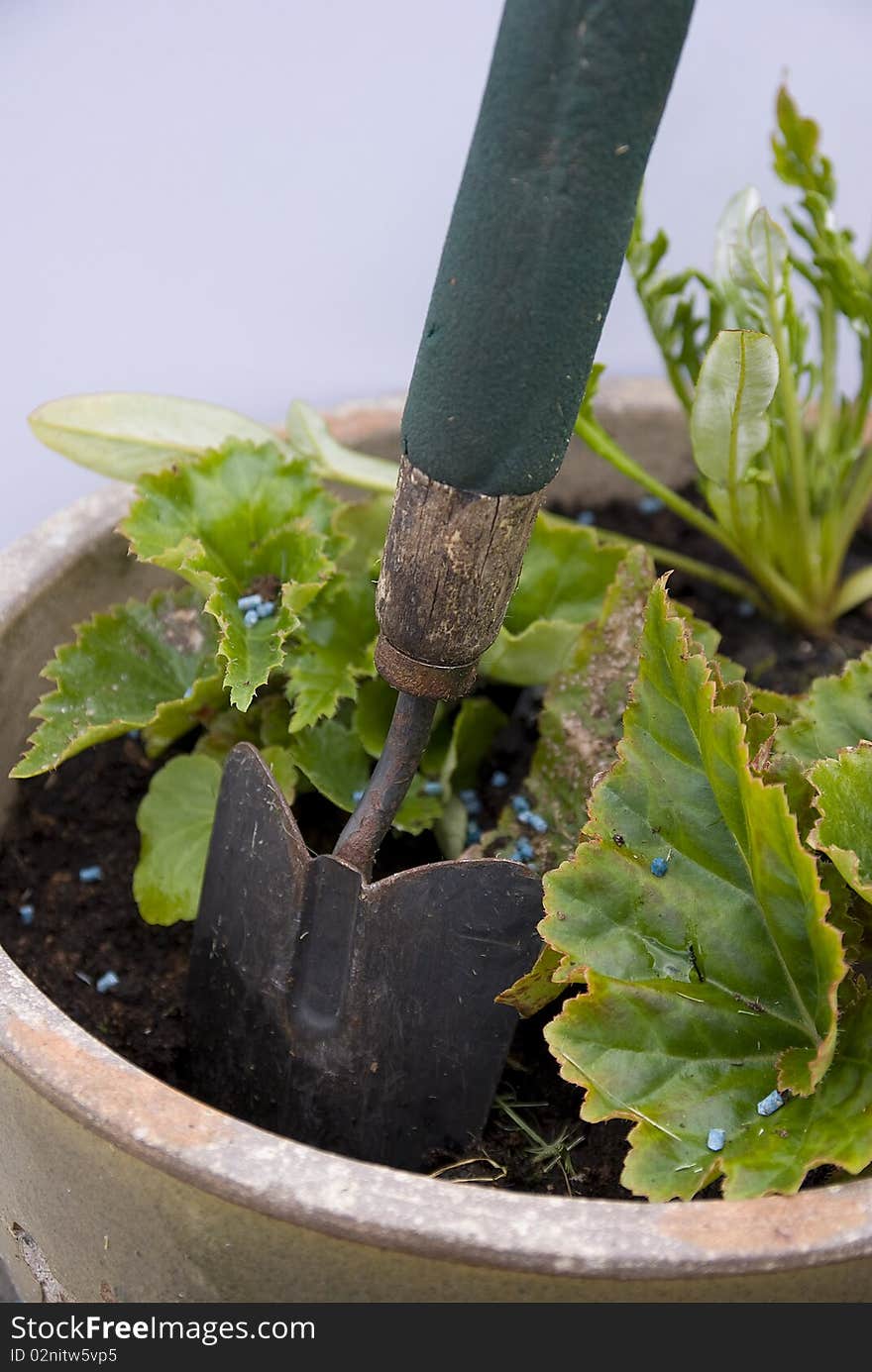 A garden tool in ceramic pot with summer bedding plants