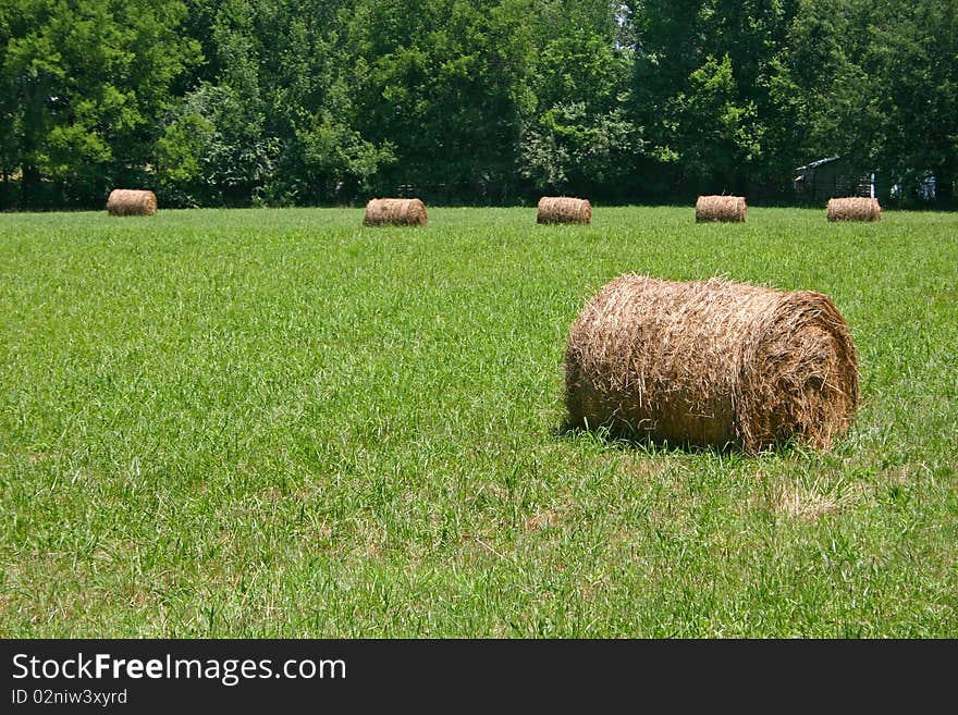 Rolls of hay in a freshly mown field. Rolls of hay in a freshly mown field