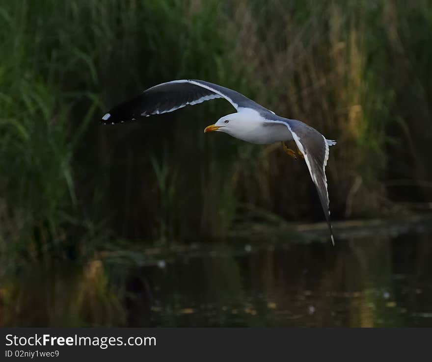 Adult Lesser Black-backed Gull