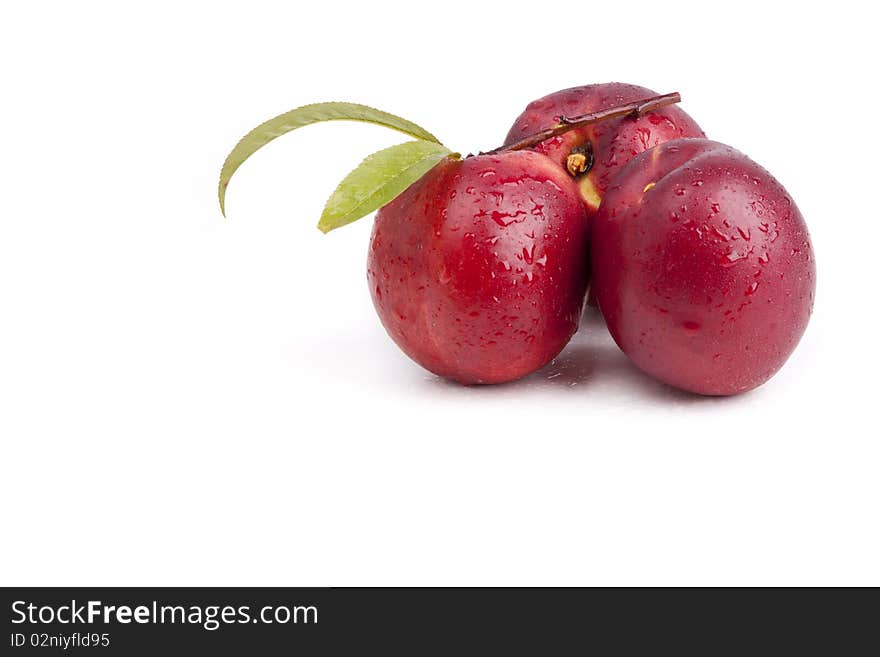 Tree nectarines with leafs