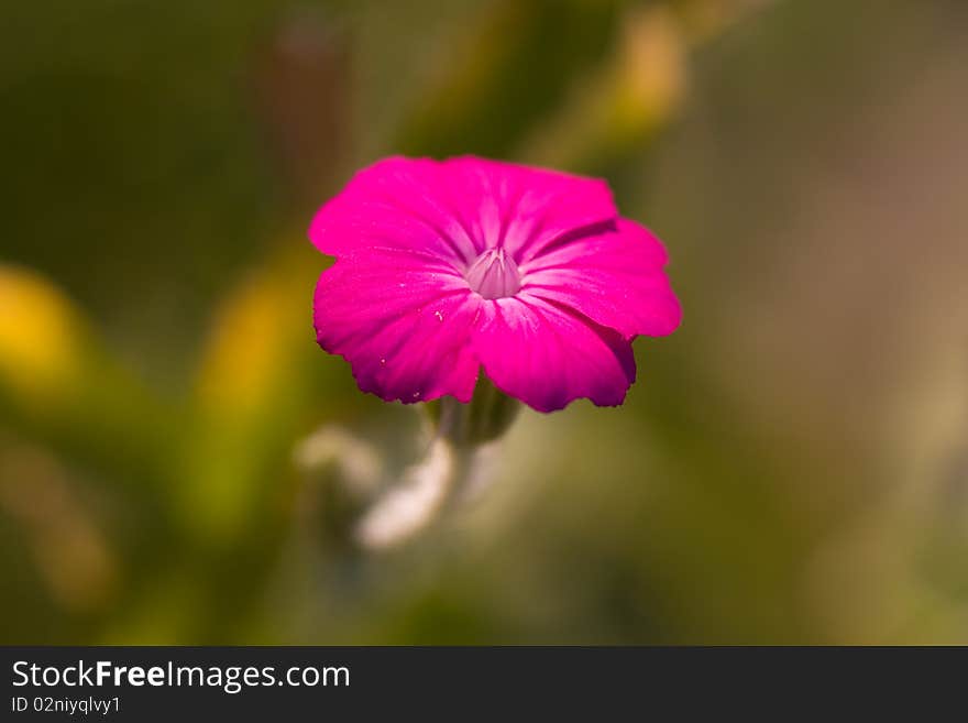 Purple geranium in the garden