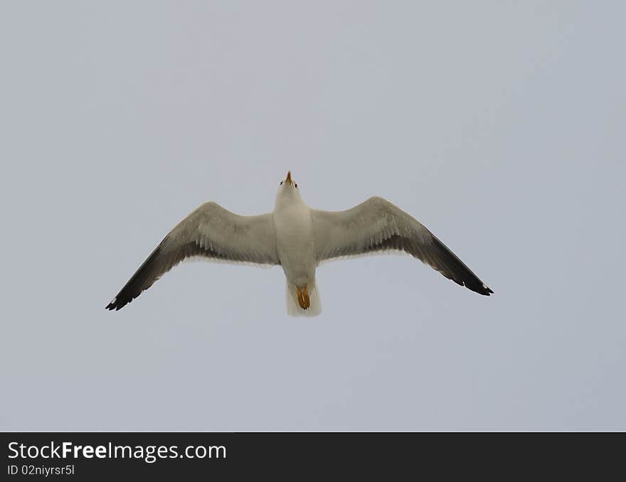 Lesser Black-backed Gull