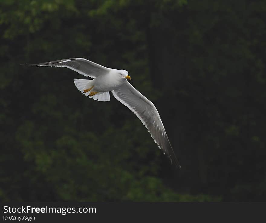 Lesser Black-backed gull (Larus fuscus) soaring in blue sky