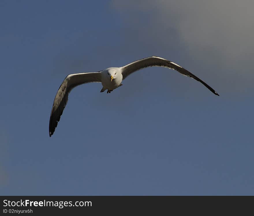 Lesser Black-backed Gull (Larus fuscus)  soaring in clear blue sky