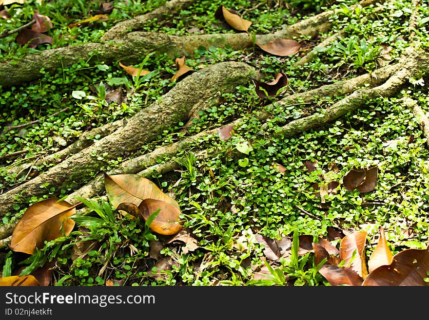 Roots and dry leaf are under the trees. Roots and dry leaf are under the trees