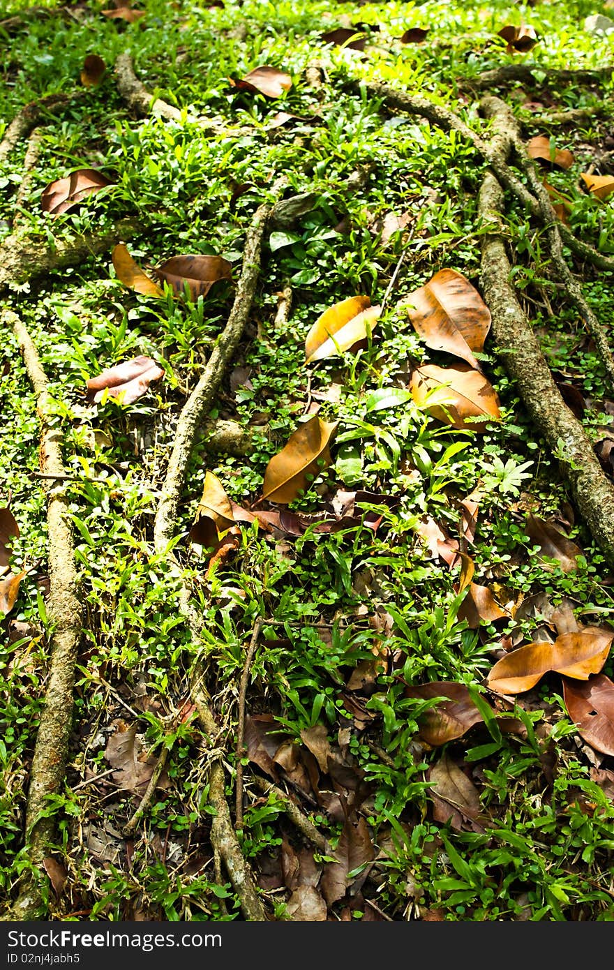 Roots and dry leaf are under the trees